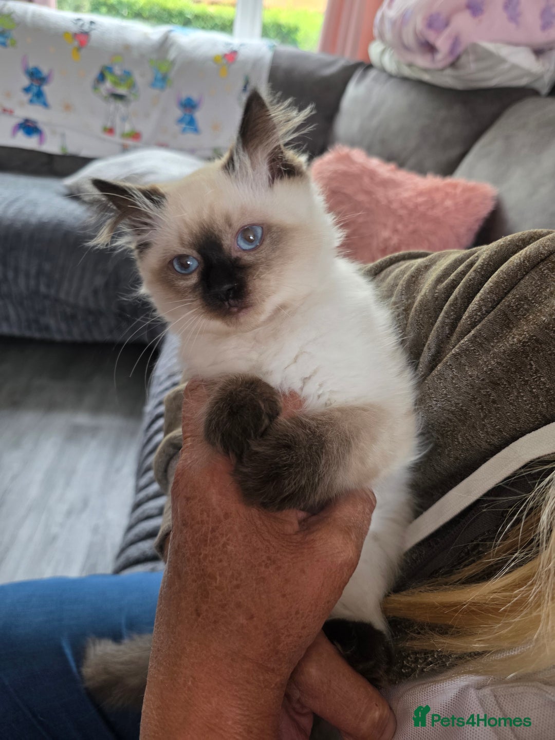 Ragdoll cats for sale: Last Stunning Ragdoll Kitten  - Image 6