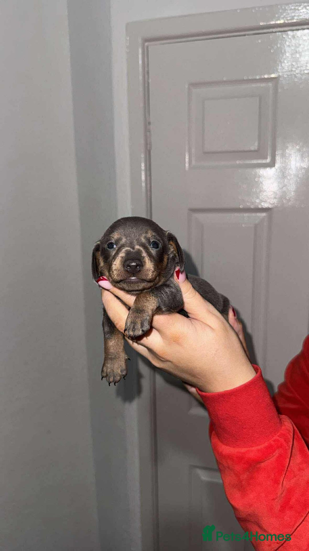 Miniature Dachshund dogs for sale: Tan & blue miniature dachshund boy - Advert 1