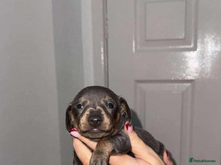 Miniature Dachshund dogs Tan & blue miniature dachshund boy - Advert 1