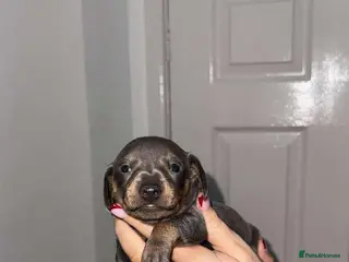 Miniature Dachshund dogs Tan & blue miniature dachshund boy - Advert 20