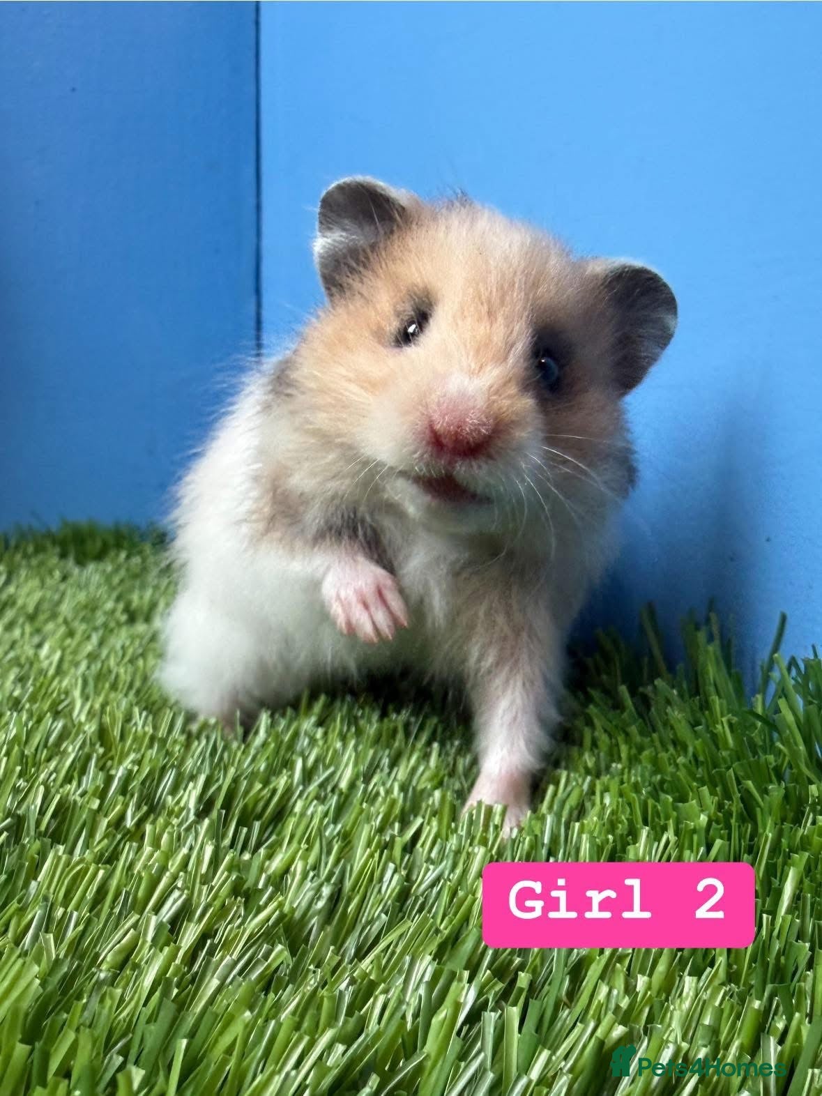 Hamster rodents Baby Syrian Hamster Girls Boys Pedigree  - Advert 1