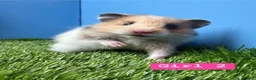 Hamster rodents for sale: Baby Syrian Hamster Girls Boys Pedigree  - Advert 1