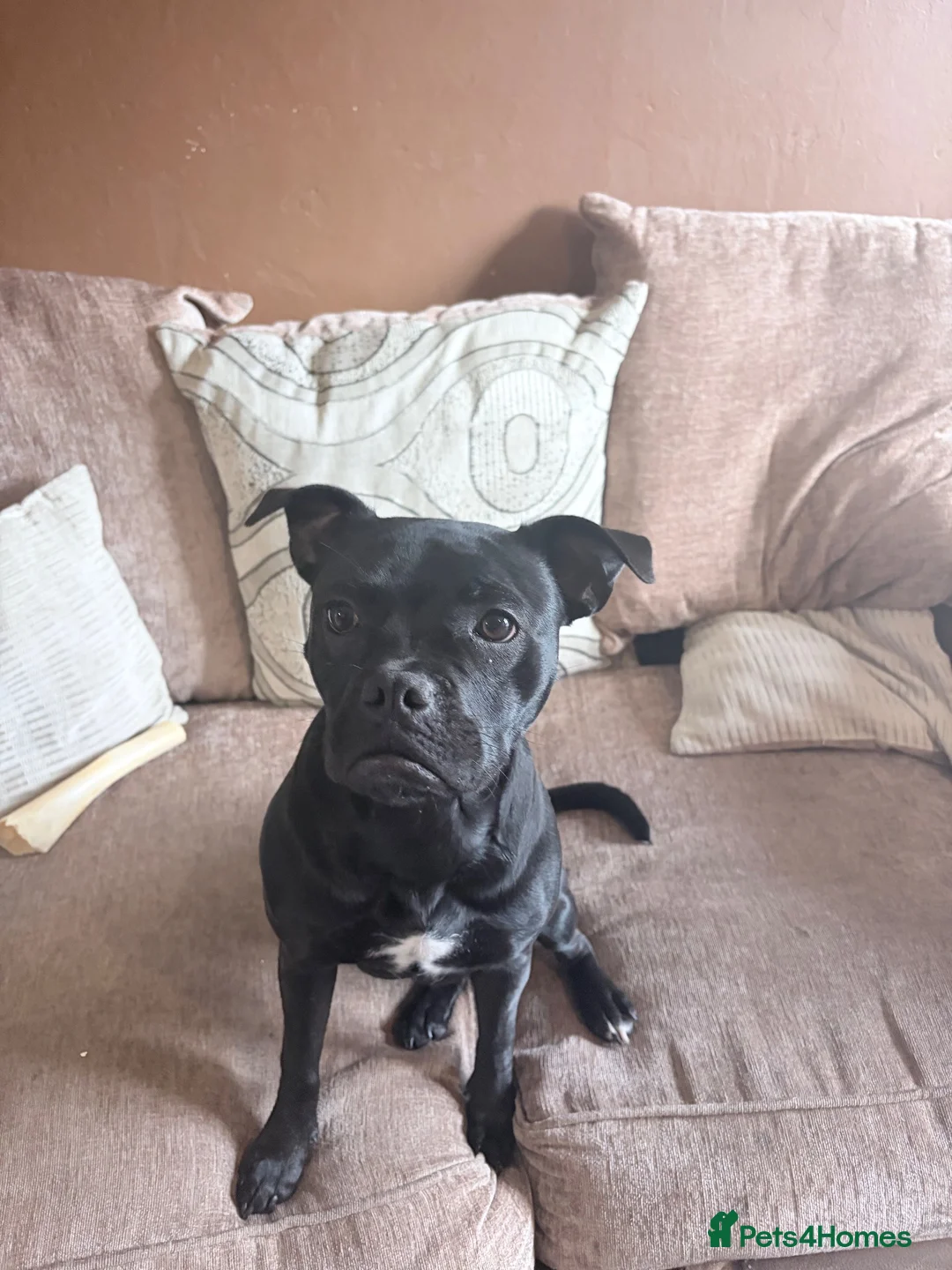 Mixed Breed dogs for sale: 8 month old staffy x frenchie - Advert 1