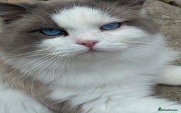 Ragdoll cats for sale: Ragdoll adult  Tica  - Image 2