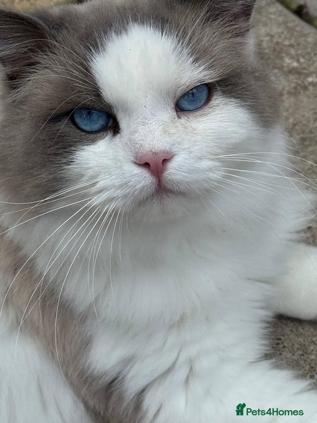 Ragdoll cats for sale: Ragdoll adult  Tica  - Image 2
