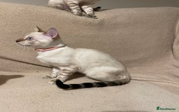 Bengal cats for sale:  Beautiful Bengal ready to reserve - Image 31