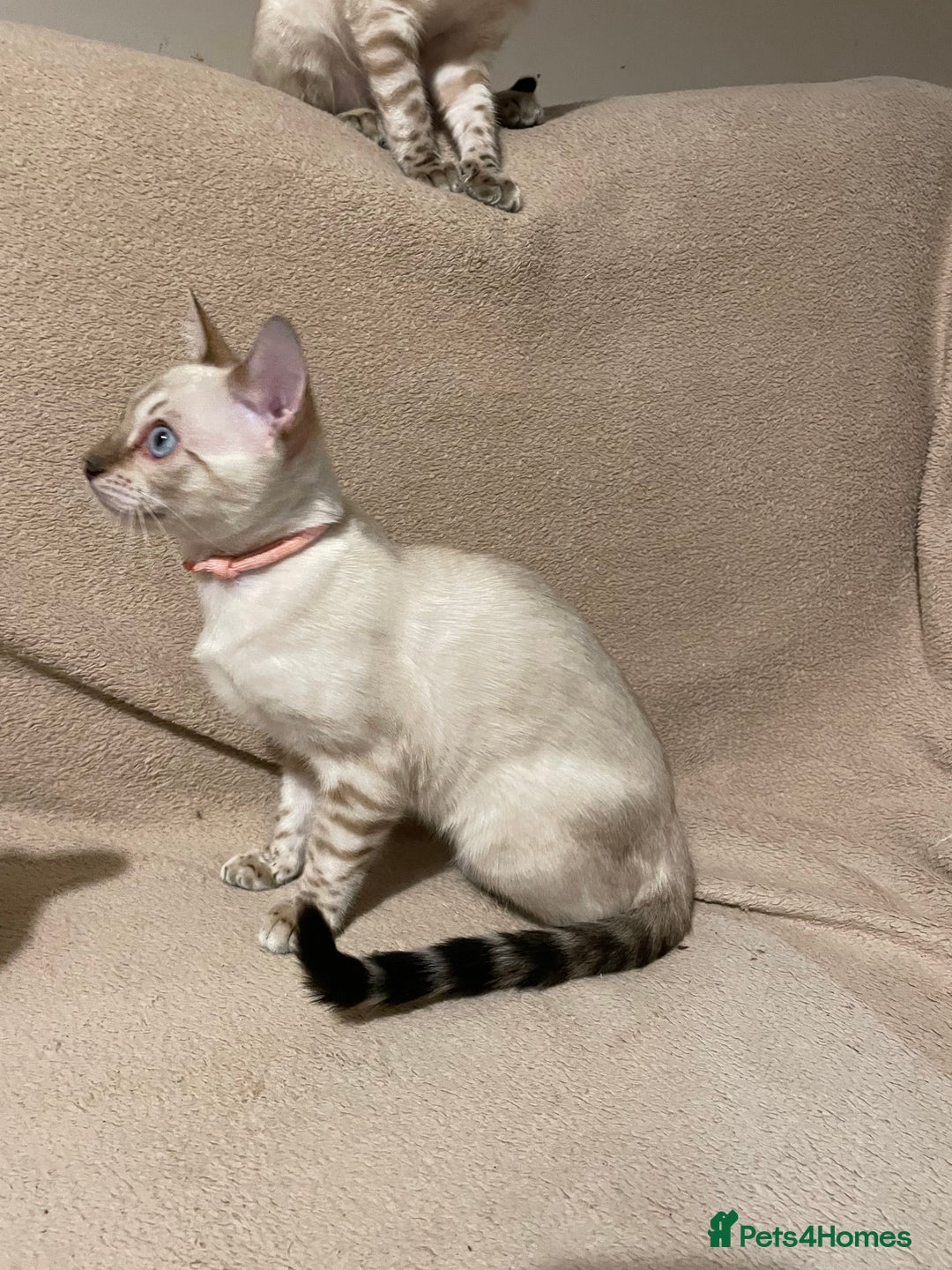 Bengal cats for sale:  Beautiful Bengal ready to reserve - Image 31