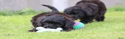 Cavapoo dogs for sale: Beautiful Cavapoo puppies for sale - Advert 40