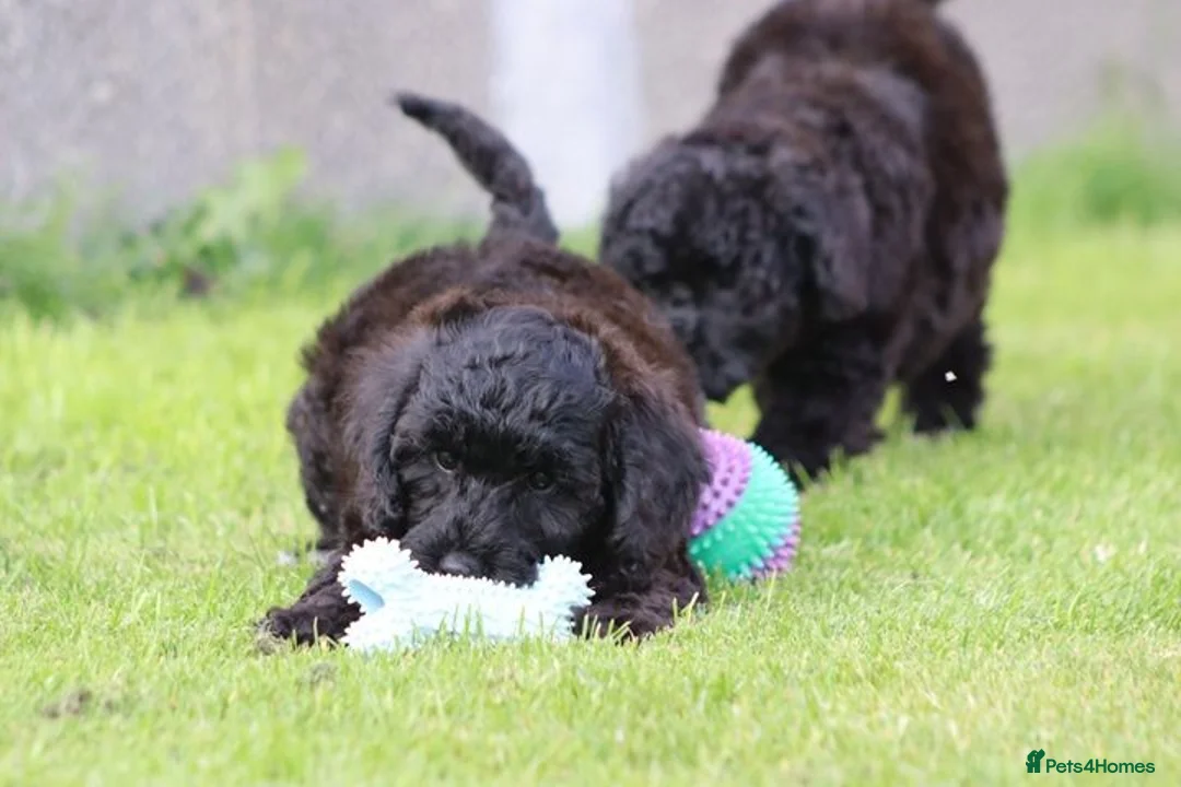 Cavapoo dogs for sale: Beautiful Cavapoo puppies for sale - Advert 40