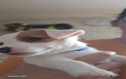 Jack Russell dogs for sale: JACK RUSSELL - Image 13