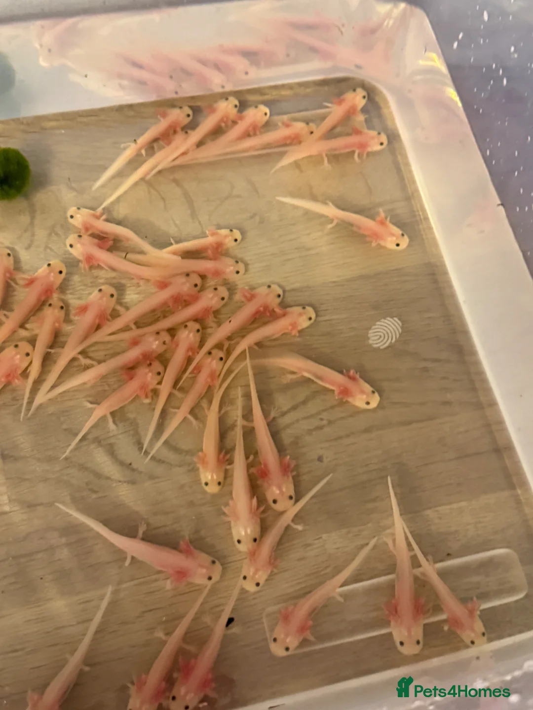 Axolotl reptiles for sale: Axolotls looking for homes! 🏡  - Advert 13