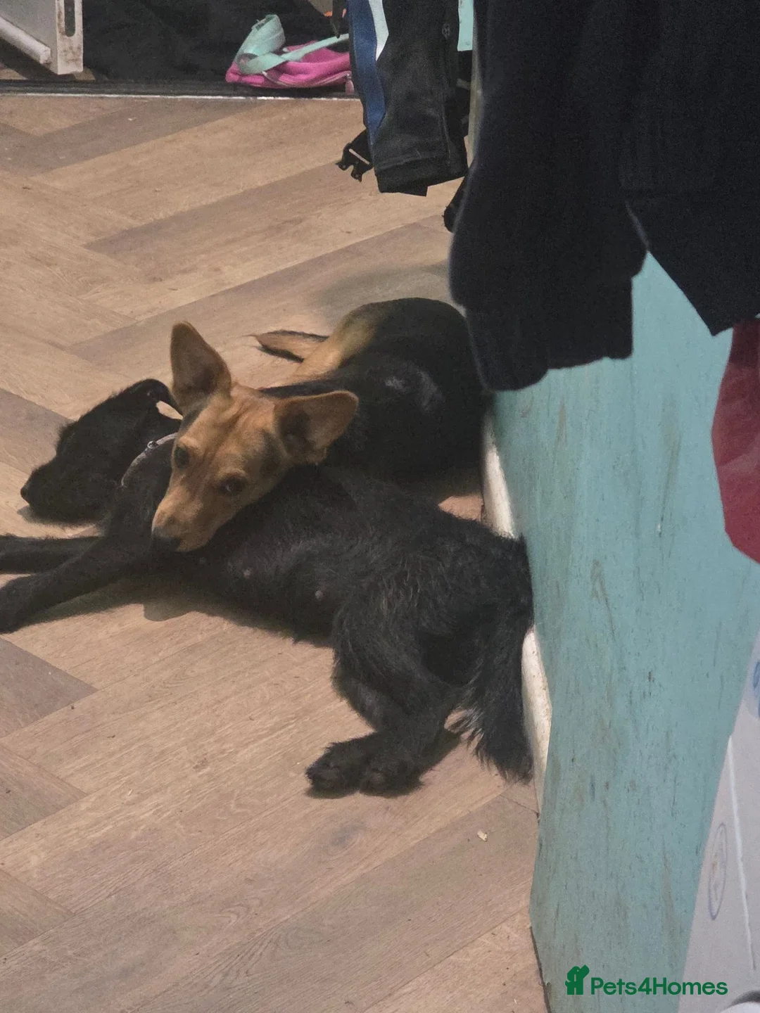 Mixed Breed dogs for sale: Patterdale x sausage , Patterdale puppies - Advert 2