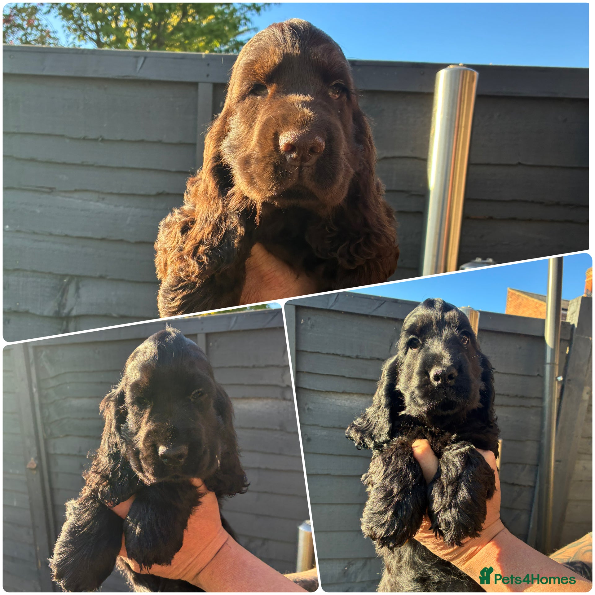 Cocker Spaniel dogs 6 Show type cocker spaniel puppies ready on 16th  - Advert 2