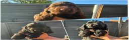 Cocker Spaniel dogs for sale: KC Show type cocker spaniel pups ready to leave  - Advert 2