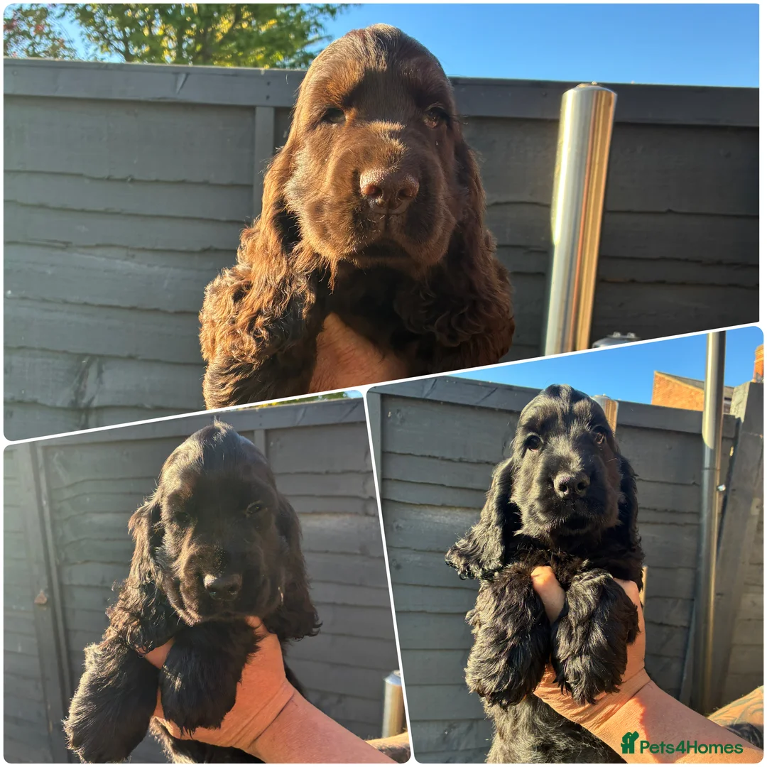 Cocker Spaniel dogs for sale: KC Show type cocker spaniel pups ready to leave  - Advert 2