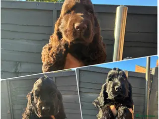 Cocker Spaniel dogs 6 Show type cocker spaniel puppies ready on 16th - Advert 2