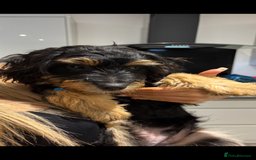 Mixed Breed dogs for sale: Jackapoo x dachshund  - Image 2