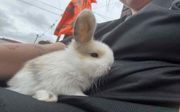 Mini Lop rabbits for sale: Mini Lop Babies  - Image 9