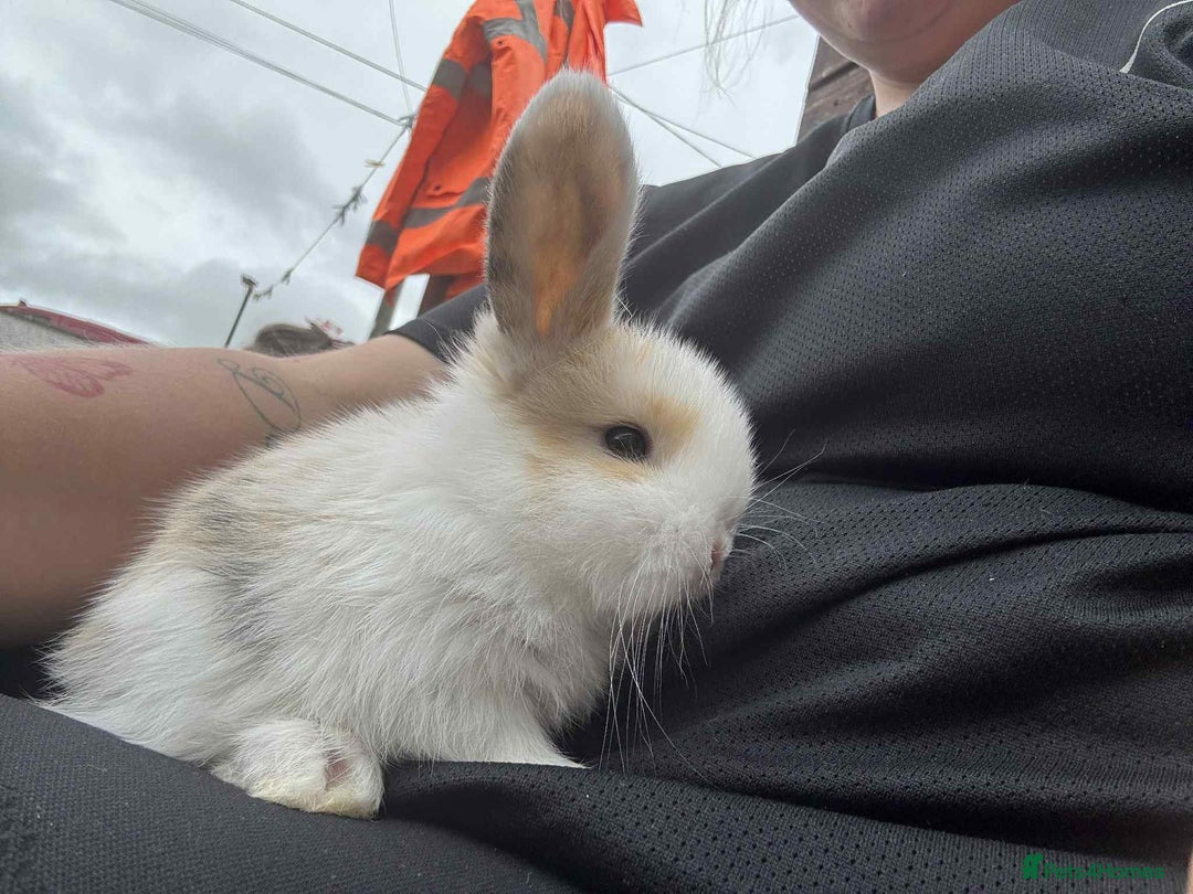 Mini Lop rabbits for sale: Mini Lop Babies  - Image 9