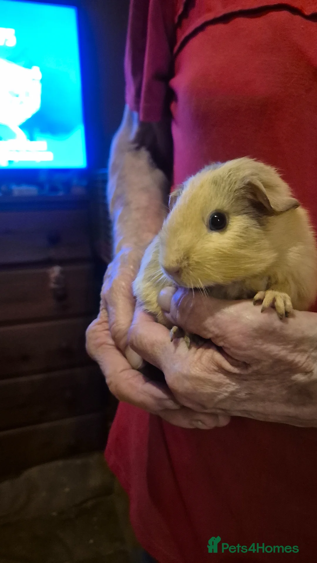 Guinea Pig rodents for sale: Cute baby guinea pigs  - Advert 1