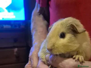 Guinea Pig rodents Cute baby guinea pigs - Advert 18