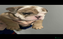 English Bulldog dogs for sale: DWKC STUNNING ENGLISH BULLDOGS. - Image 20