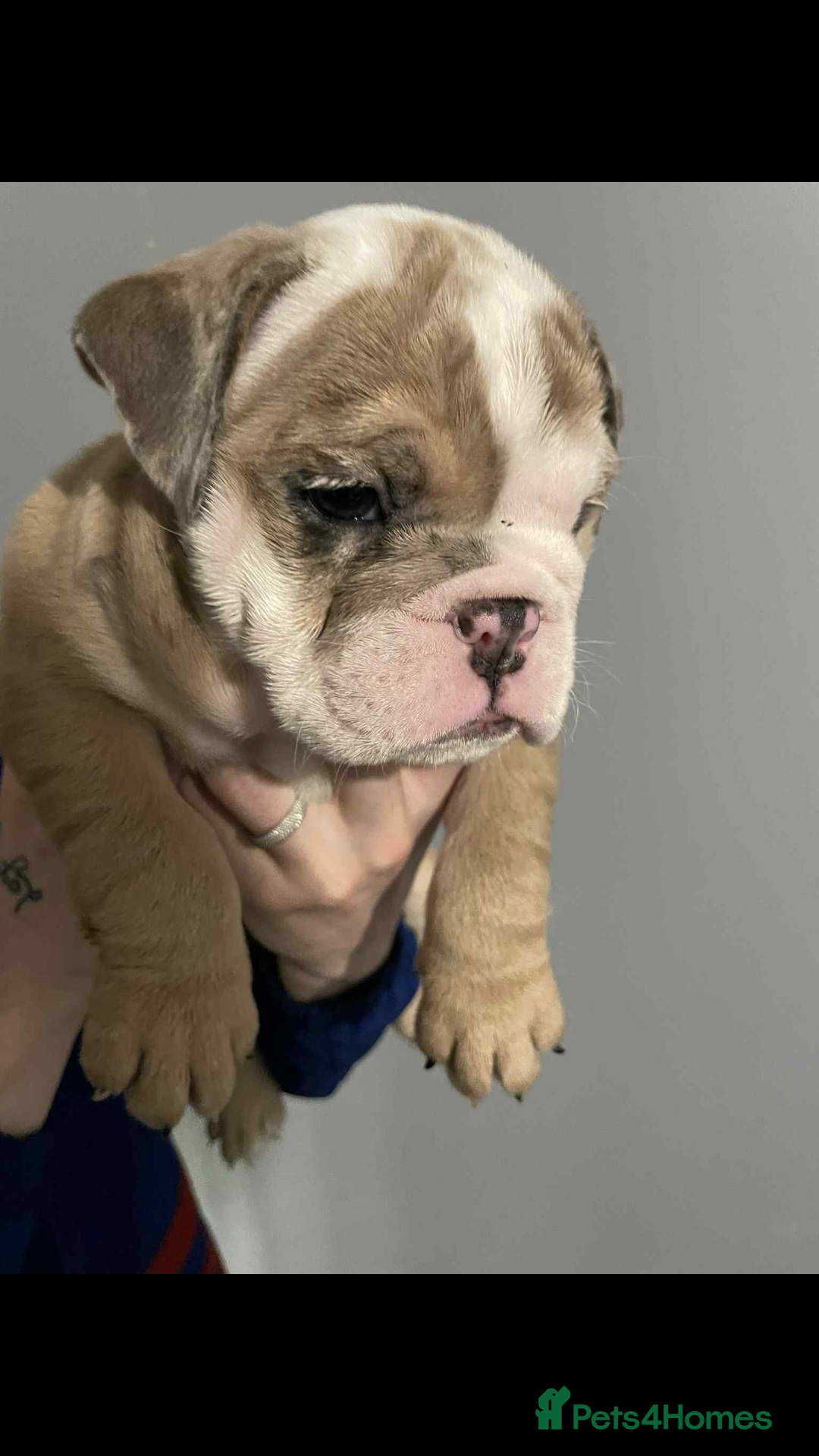 English Bulldog dogs for sale: DWKC STUNNING ENGLISH BULLDOGS. - Image 20