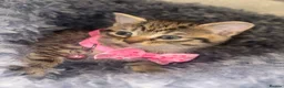 European cats for sale: Kitten’s Looking For Loving Families! 4 Kitten’s. in Keighley - Advert 6