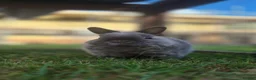 Netherland Dwarf rabbits for sale: Whisper vaccinated and neutered  - Advert 4
