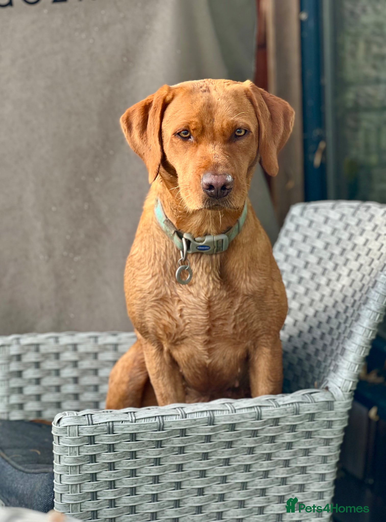 Labrador Retriever dogs Superb pedigree KC reg Labrador Retriever Puppies - Advert 2