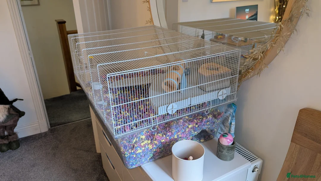 Gerbil rodents for sale: 2 Male Gerbils - Advert 8