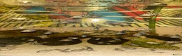 Cichlids fish for sale: Polar blue parrot  in London - Advert 1
