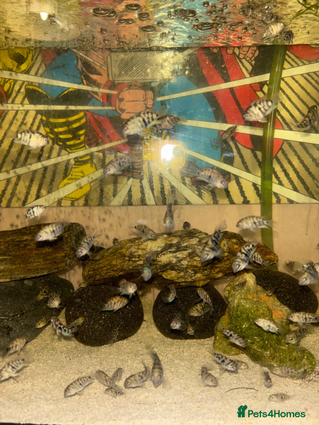 Cichlids fish for sale: Polar blue parrot  in London - Advert 1