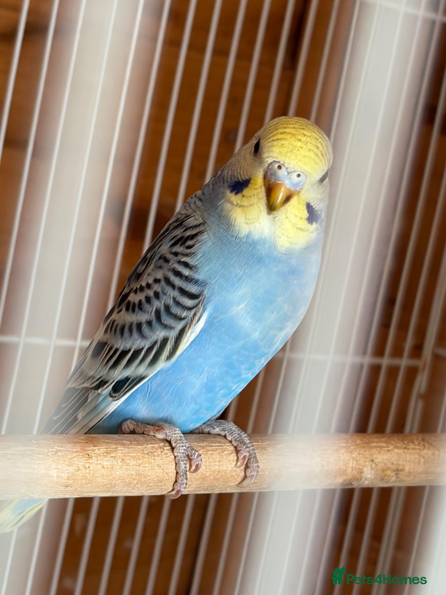 Budgerigars birds Stunning budgies - Advert 2