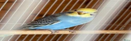 Budgerigars birds for sale: Stunning budgies - Advert 2