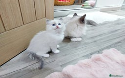Ragdoll cats for sale: Ragdoll Kitten for Sale – Meet Sky 💙🐾 - Image 5
