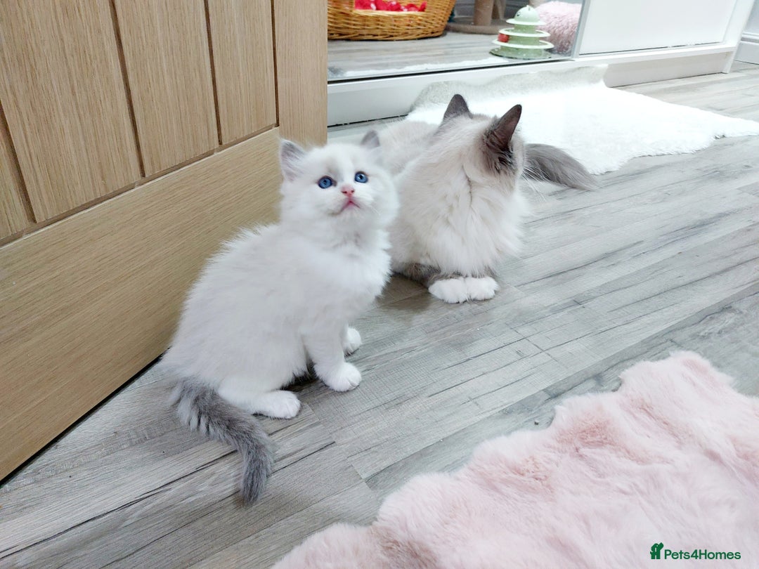 Ragdoll cats for sale: Ragdoll Kitten for Sale – Meet Sky 💙🐾 - Image 5