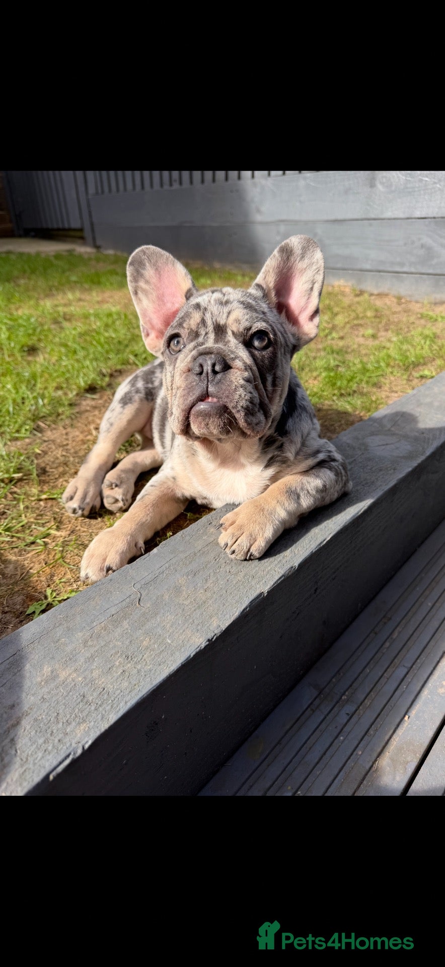 French Bulldog dogs Last adorable Girl for her forever home. - Advert 1