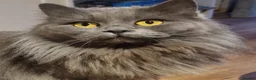British Longhair cats for sale: Adorable British Blue longhair kittens - Advert 17