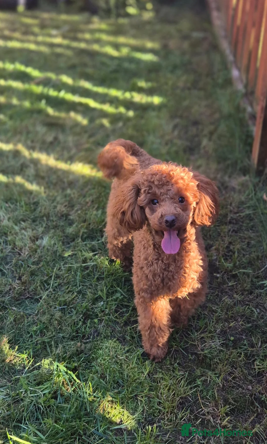 Maltipoo dogs for sale: Beautiful Maltipoo Puppies - Advert 8