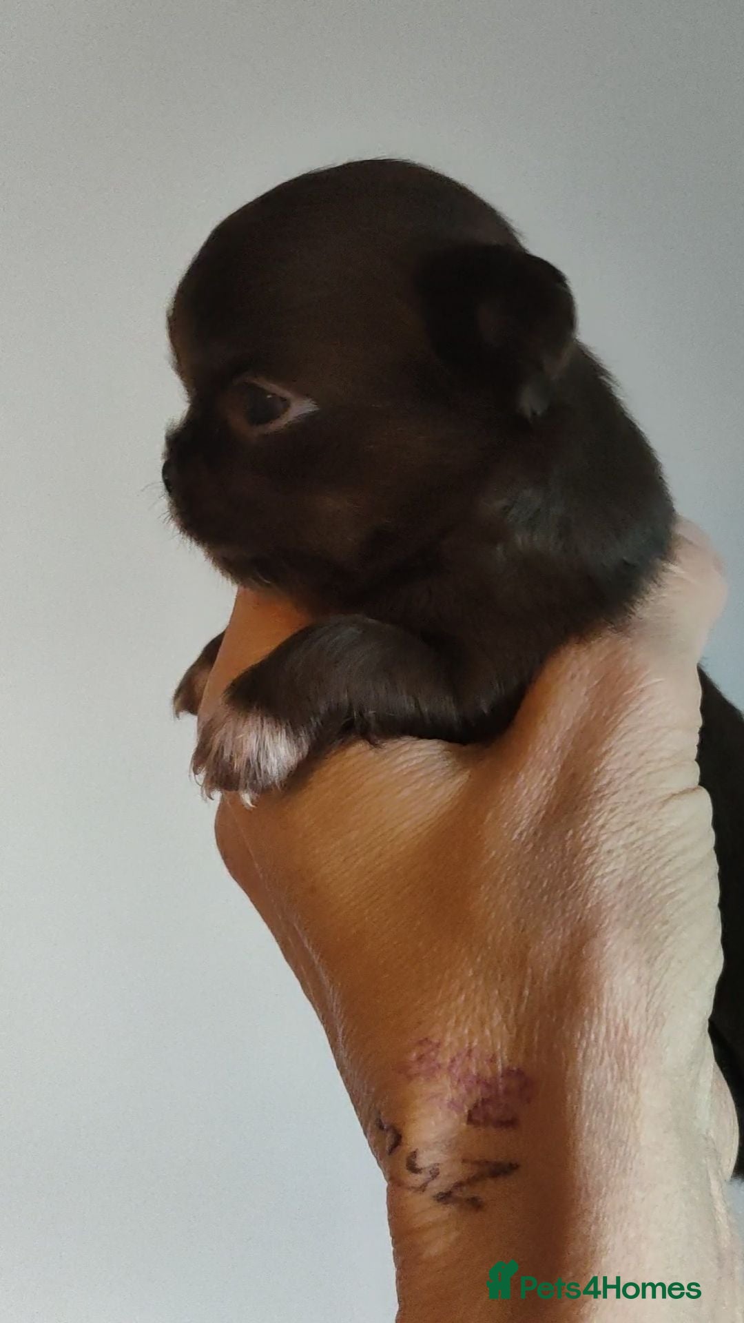Chihuahua dogs Stunning long coat chihuahua puppies  - Advert 2