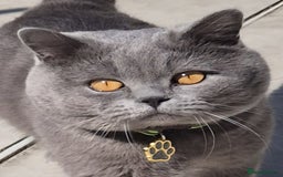 British Shorthair cats for sale: Two Diminutive Overlords Seeking Human Staff - Image 12