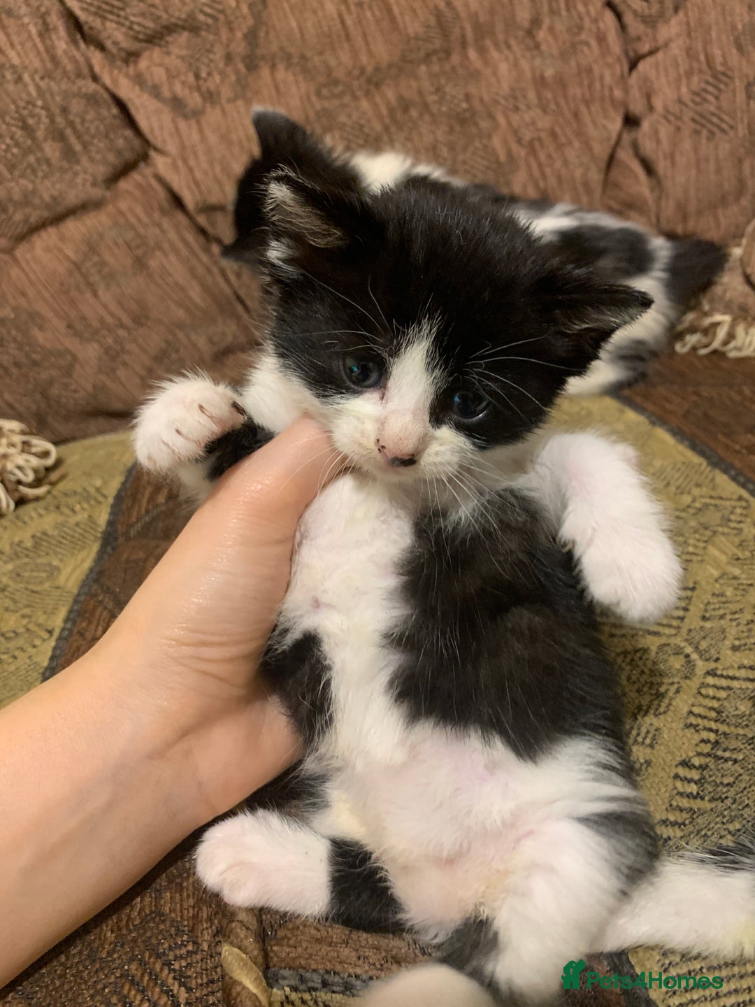 Mixed Breed cats for sale: Sweet Kittens Looking for Loving Homes - Advert 5