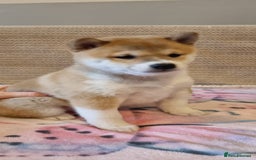 Japanese Shiba Inu dogs for sale: Beautiful Japanese Shiba Inu Puppies - Image 8