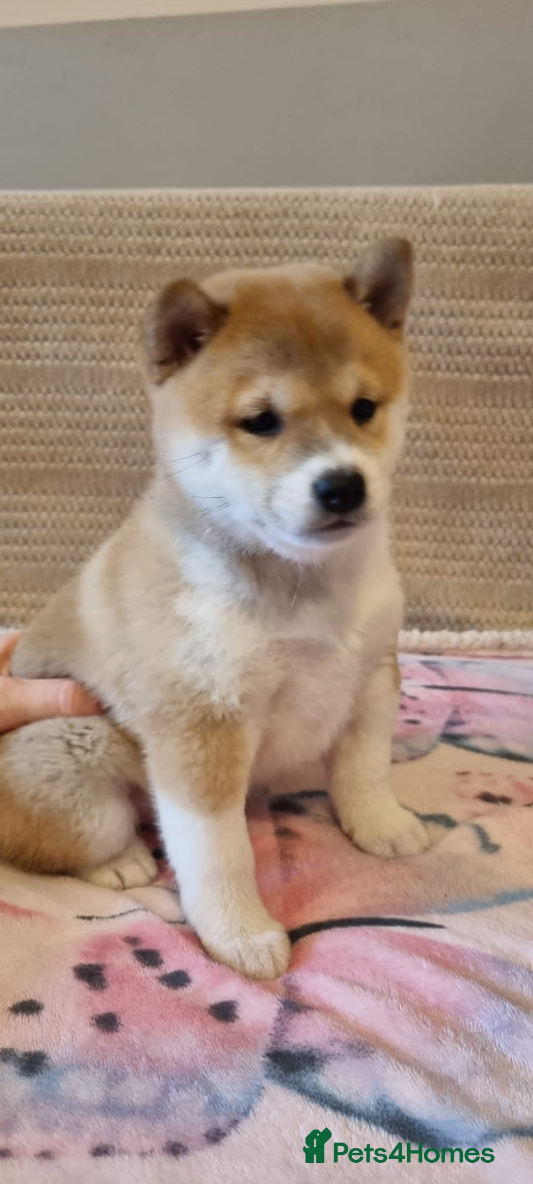 Japanese Shiba Inu dogs for sale: Beautiful Japanese Shiba Inu Puppies - Image 8