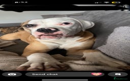 American Bulldog dogs for sale: Beautiful American Bulldog  - Image 2