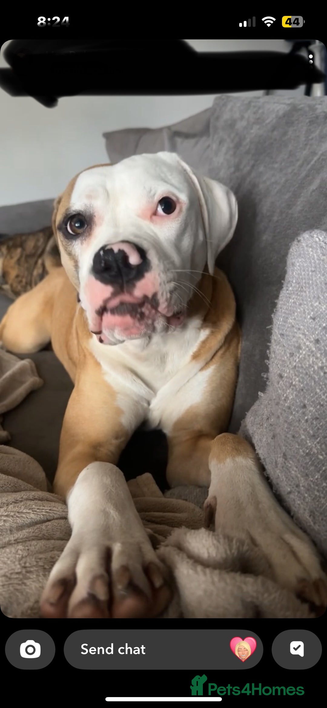 American Bulldog dogs for sale: Beautiful American Bulldog  - Image 2