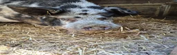 Pig livestock for sale: Loveable Kune x Julianna Boar - Barry in Peterborough - Advert 4