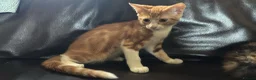 Mixed Breed cats for sale: Kittens:2 ginger/white girls, 1 calico girl, 2 Tux - Advert 13