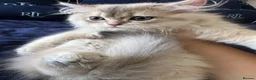 British Shorthair cats for sale: READY NOW! Pedigree kittens  - Advert 11